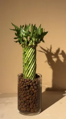 صورة نبتة البامبو